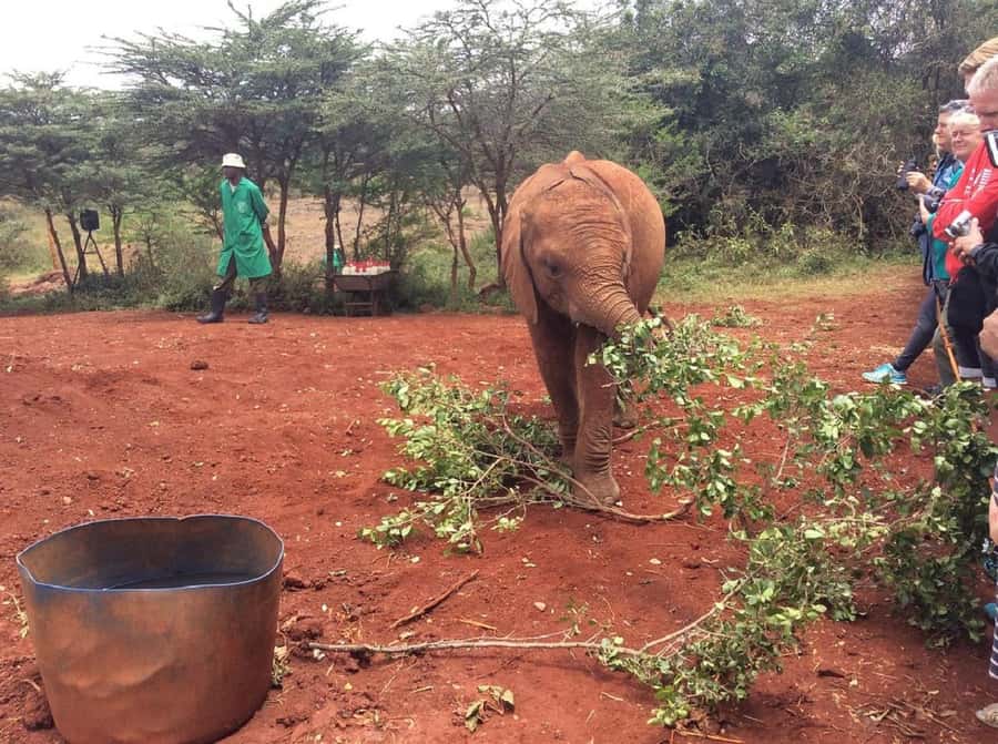 Nairobi: Elephant Orphanage, Giraffe Center, & Karen Blixen - Pickup, Timing, and How to Avoid the Most Common Headache