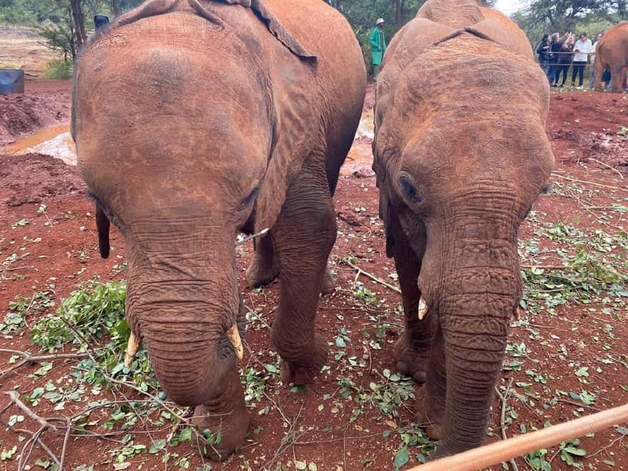 Nairobi: Elephant Orphanage, Giraffe Center, & Karen Blixen - What the Guided Parts Are Actually Doing for You
