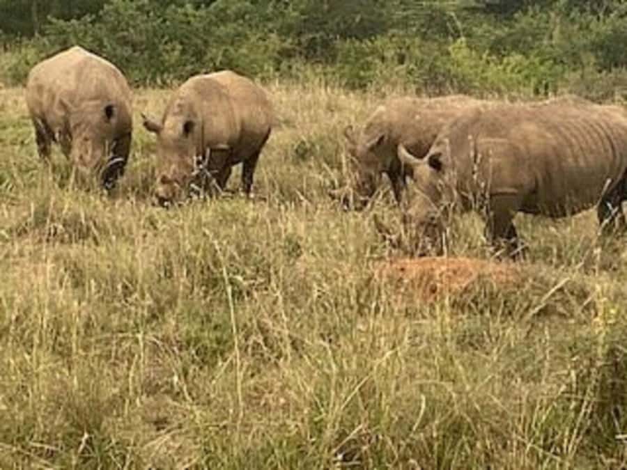 Nairobi: Elephant Orphanage, Giraffe Center, & Karen Blixen - Who This Tour Suits Best