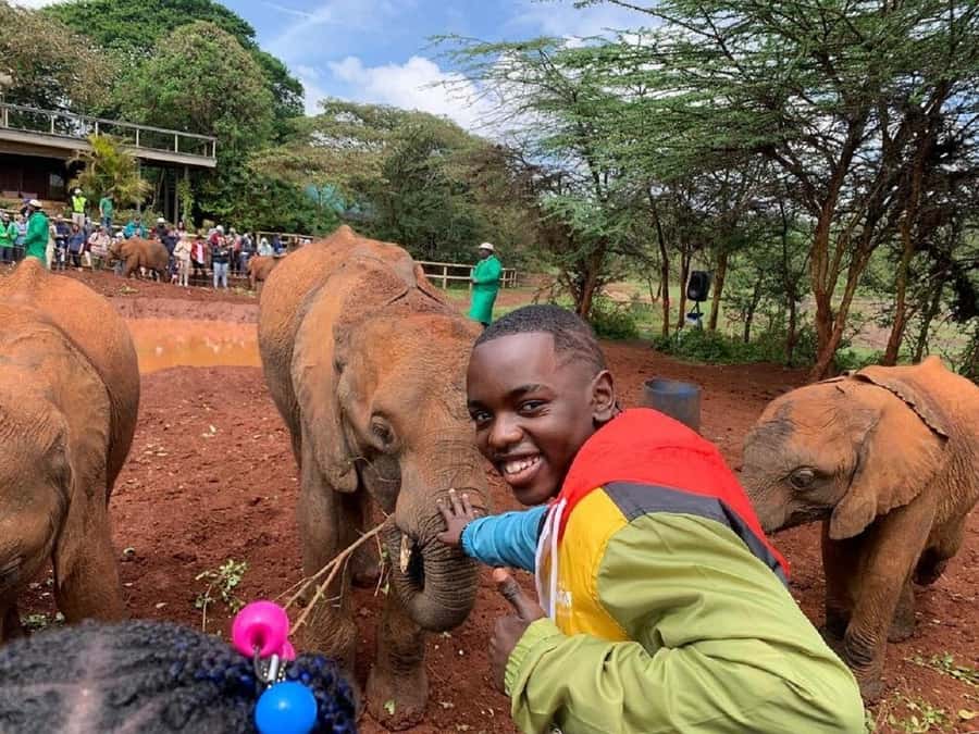 Nairobi: Elephant Orphanage, Giraffe Center, & Karen Blixen - David Sheldrick Wildlife Trust: Baby Elephants and Real Rehabilitation Work