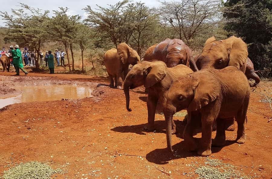 Nairobi: Elephant Orphanage Trust and Giraffe Center Tour - Key highlights worth planning for