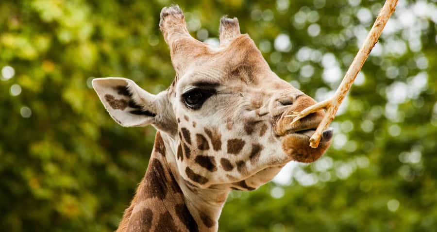 Nairobi: Elephant Orphanage Trust and Giraffe Center Tour - A Nairobi animal day that actually follows the animals’ schedule