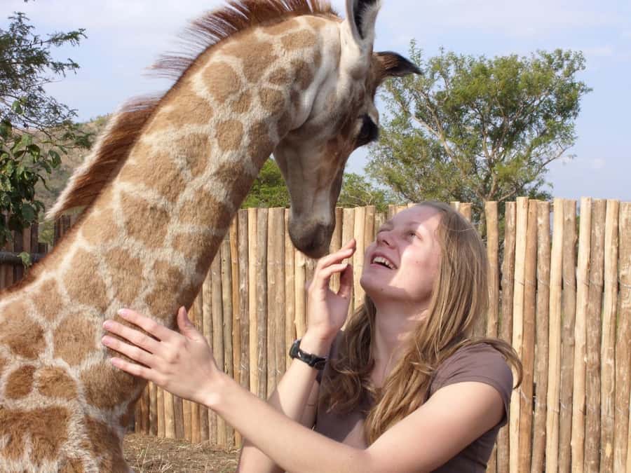 Nairobi: Elephant Orphanage Trust and Giraffe Center Tour - The Giraffe Centre: feeding Rothschild giraffes and learning what makes them special