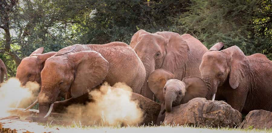 Nairobi: Elephant Orphanage Trust and Giraffe Center Tour - Private pickup and transport: why it makes the day easier