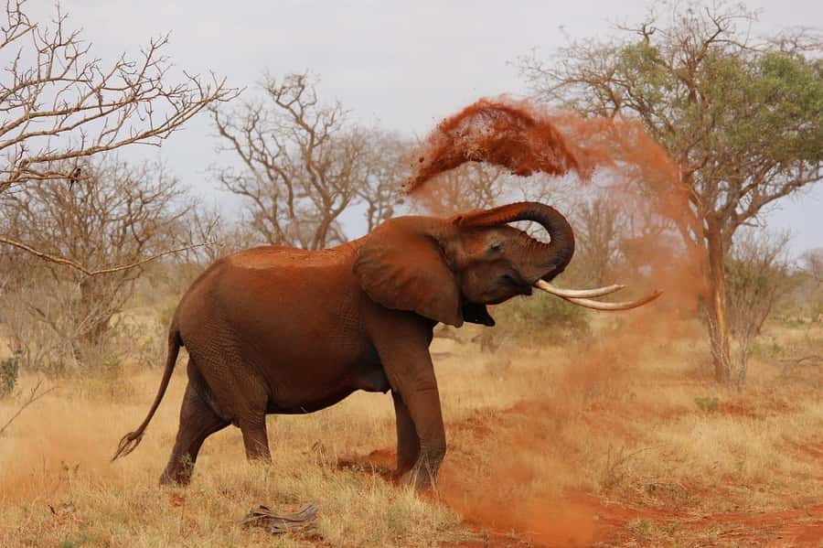 Nairobi: Elephant Orphanage Trust and Giraffe Center Tour - How the 7 hours typically feel from start to finish