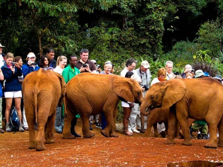 Nairobi: Elephant Orphanage Trust and Giraffe Center Tour - Price and value: what $115 includes, and what can cost extra
