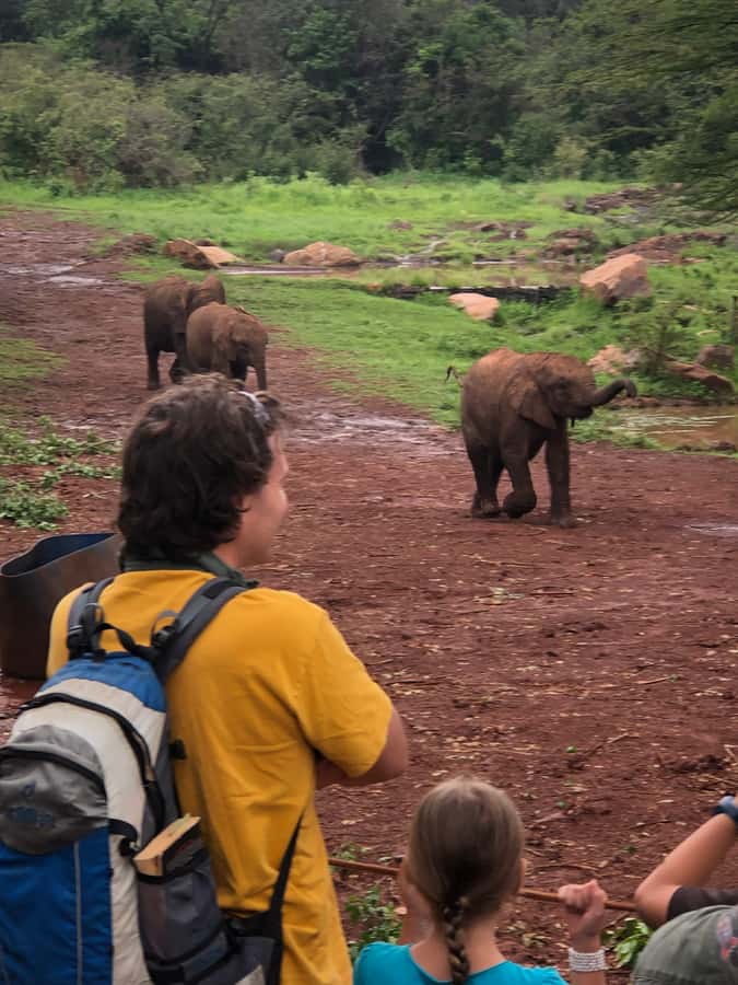 Nairobi: Elephant Sanctuary and Giraffe Center Day Tour - Key points to know before you go