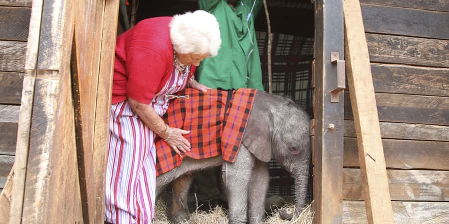Nairobi: Elephant Sanctuary and Giraffe Center Day Tour - David Sheldrick Wildlife Trust: the 11:00 am guided hour that makes it real