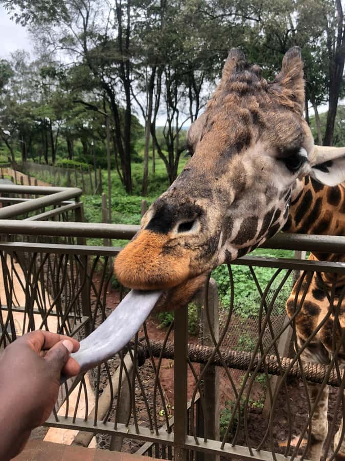 Nairobi: Elephant Sanctuary and Giraffe Center Day Tour - Between centers: a short transfer that keeps the day on track