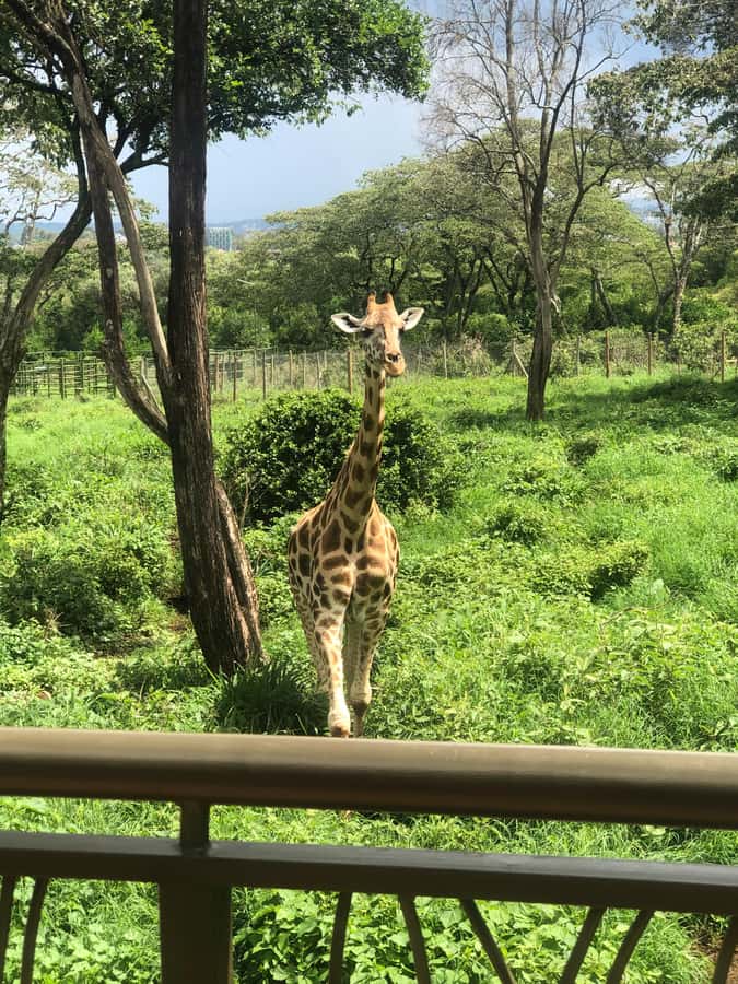 Nairobi: Elephant Sanctuary and Giraffe Center Day Tour - Lunch and the afternoon wrap-up: keep an open mind for timing