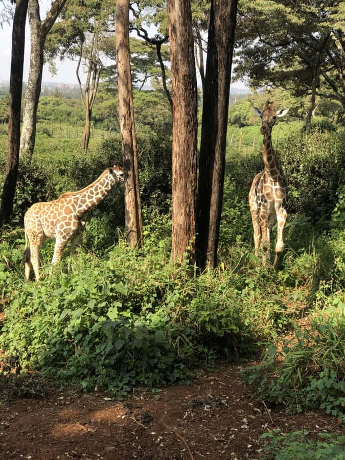 Nairobi: Elephant Sanctuary and Giraffe Center Day Tour - Who this tour fits best, and who may want a different style of day
