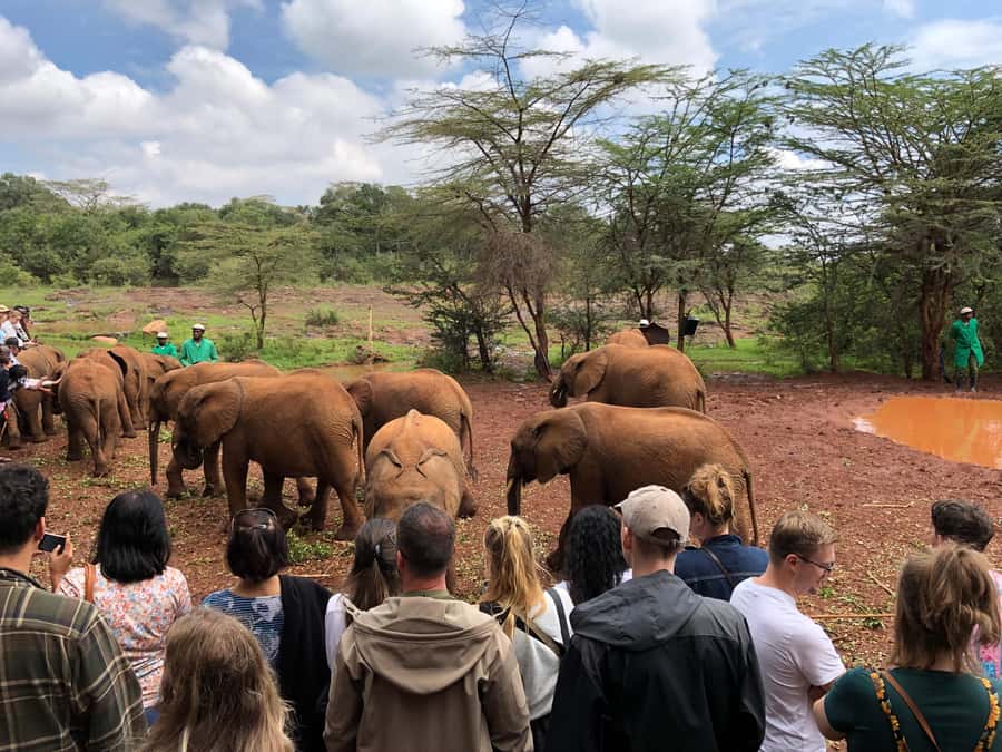 Nairobi: Elephant Sanctuary and Giraffe Center Day Tour - Guides and what to expect from the human side of the day