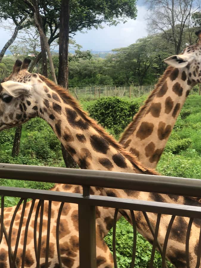 Nairobi: Elephant Sanctuary and Giraffe Center Day Tour - Practical value: why the “two-center” format is a smart use of your limited time