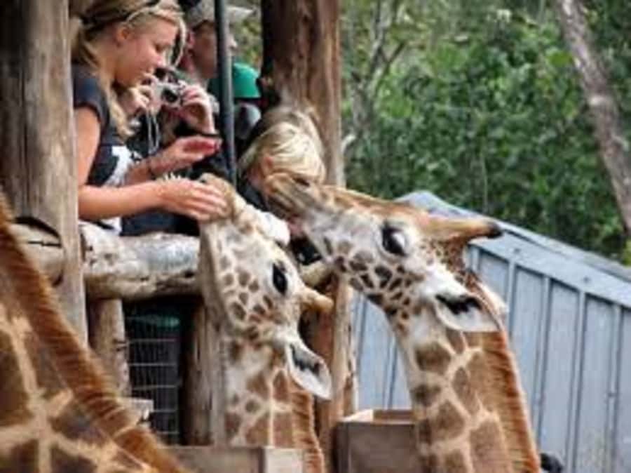 Nairobi: Elephants, Giraffes, Karen Blixen & Bomas Tour - A Nairobi Wildlife and Culture Day That Actually Makes Sense