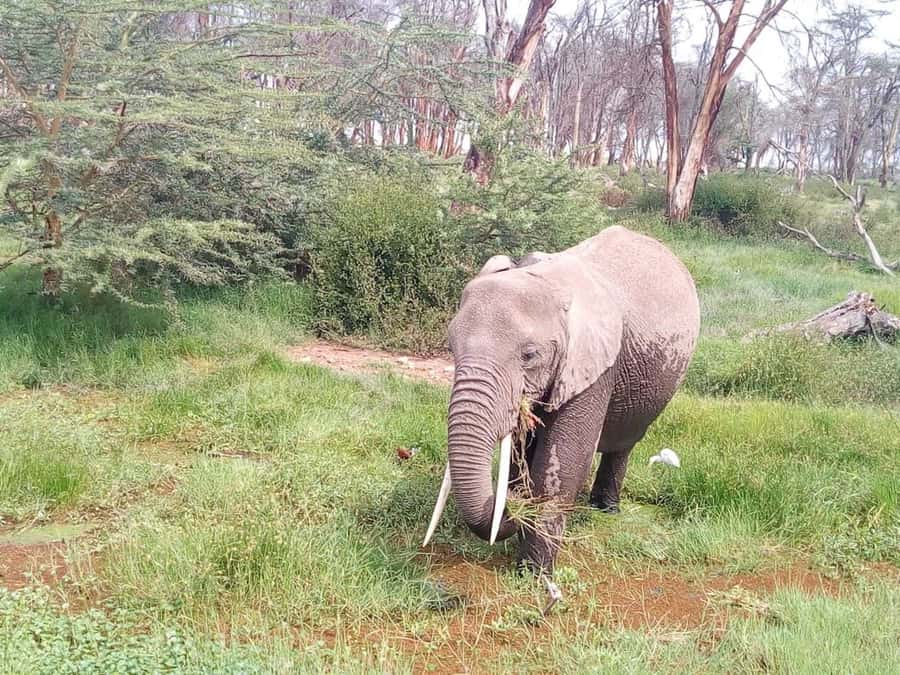 Nairobi: Elephants, Giraffes, Karen Blixen & Bomas Tour - The Morning Start: Nairobi Pickup and the Wildlife Drive Out