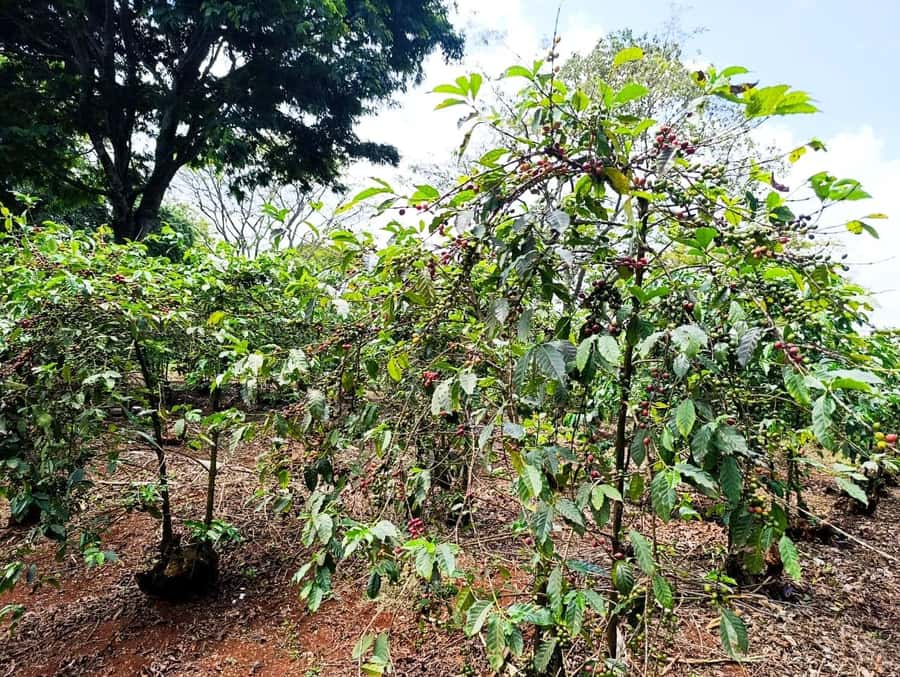 Nairobi: Fairview Coffee Estate Tour with Pickup - Key things I’d circle before you go