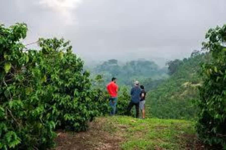 Nairobi: Fairview Coffee Estate Tour with Pickup - Getting to Fairview: Nairobi Pickup to Kiambu Highlands