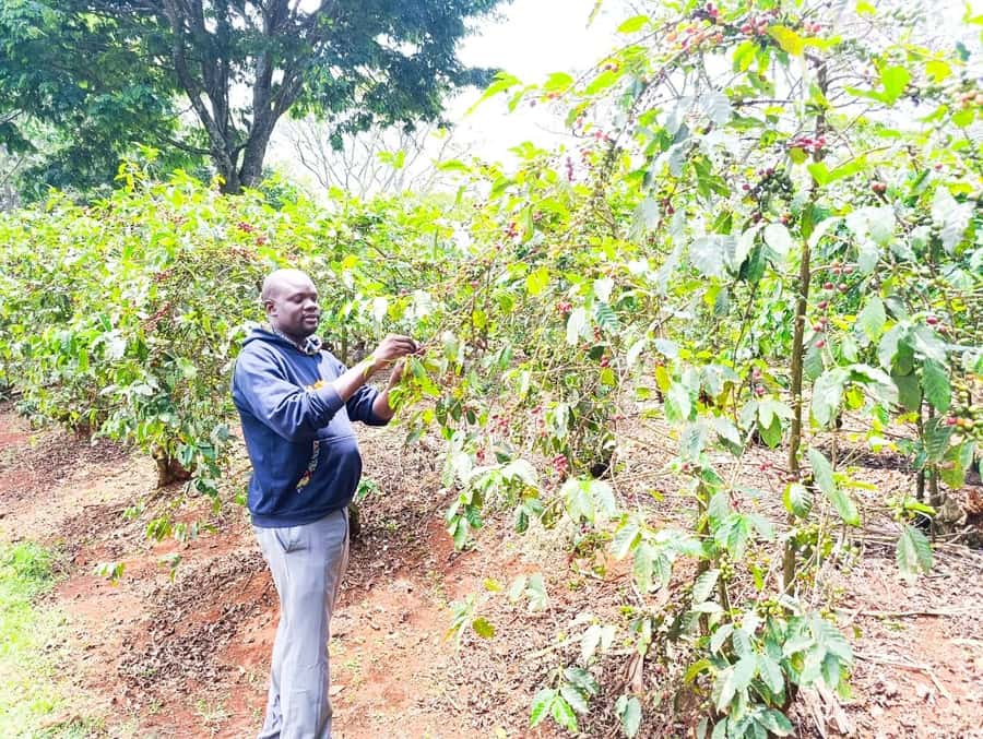 Nairobi: Fairview Coffee Estate Tour with Pickup - Price, Entry Fees, and When $38 Is a Great Deal