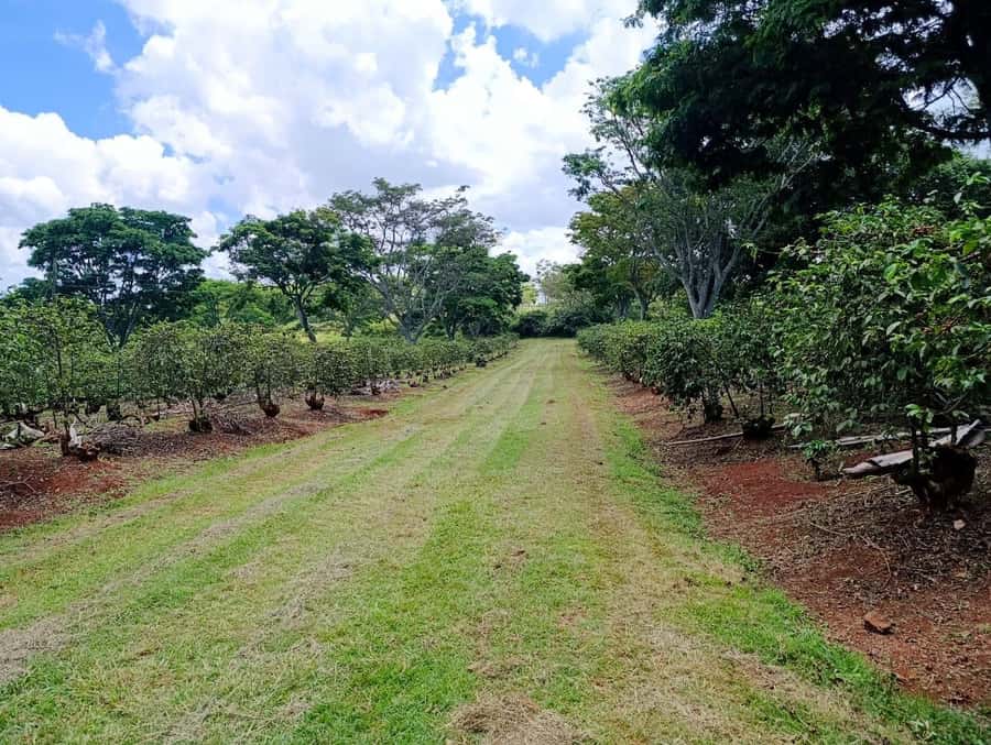 Nairobi: Fairview Coffee Estate Tour with Pickup - Best Time to Visit: Harvest Season Changes What You Do