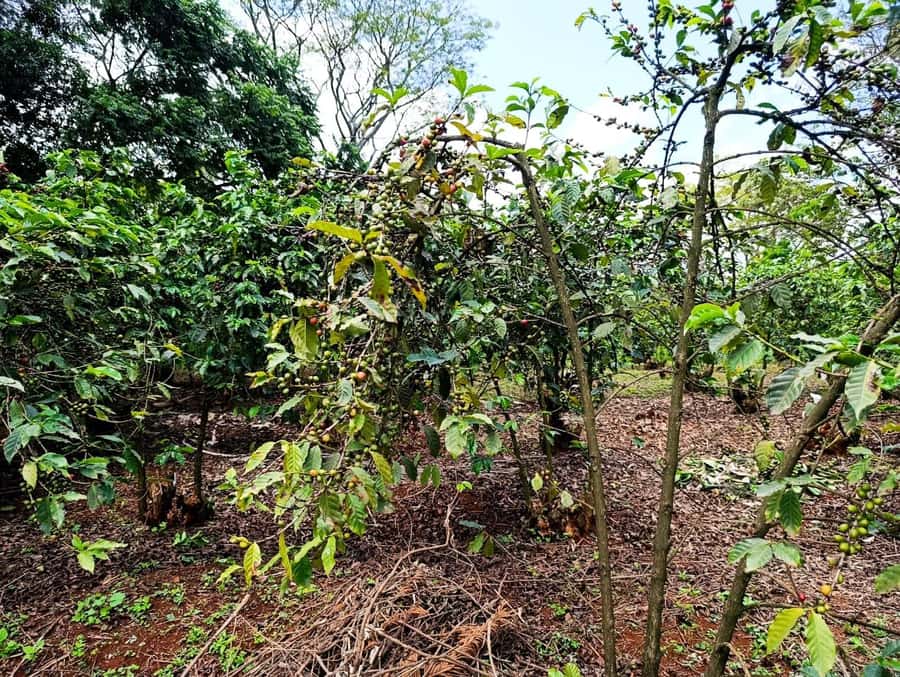 Nairobi: Fairview Coffee Estate Tour with Pickup - Who Should Book This Coffee Tour, and Who Might Skip It