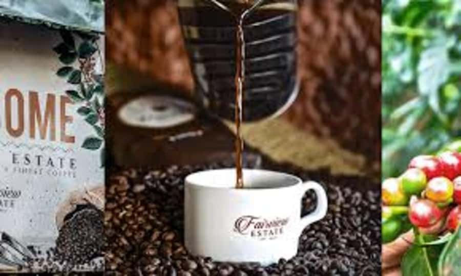 Nairobi: Fairview Coffee Estate Tour with Pickup - Coffee Welcome, Variety Walks, and the Farm Basics