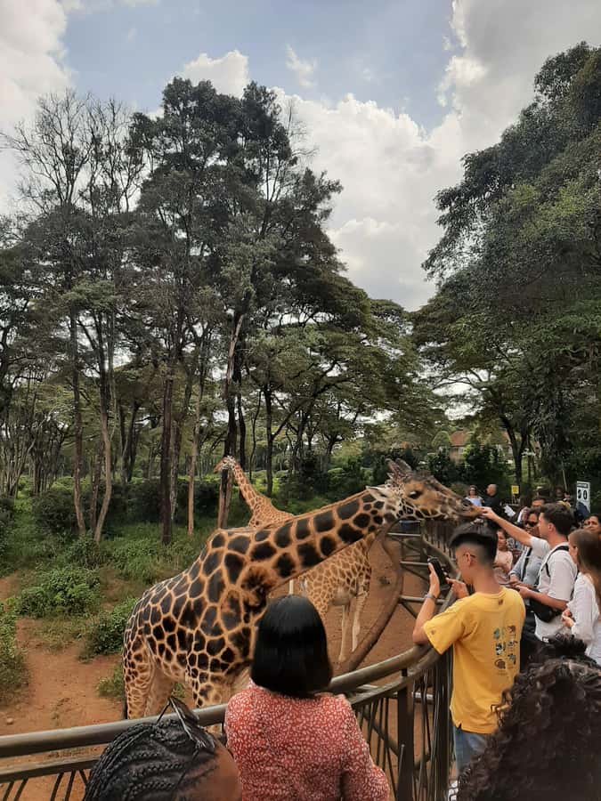 Nairobi: Game drive, elephant Orphanage & giraffe centre. - Eric Munene: The Human Touch That Makes the Day Run Smooth