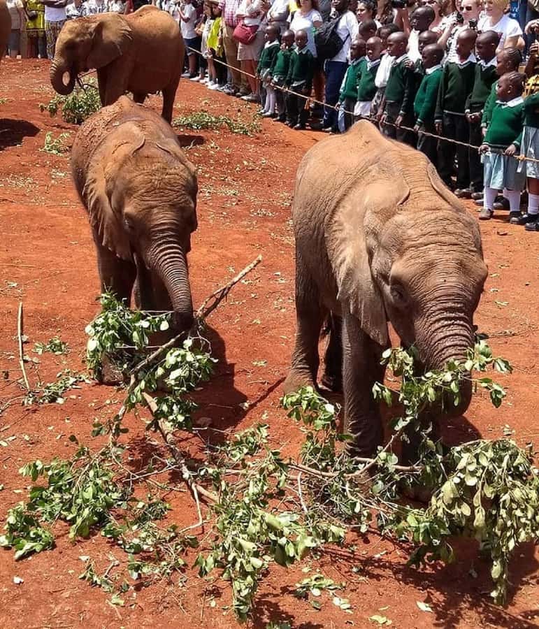 Nairobi:Giraffe Center, Baby Elephant and Beads factory Tour - The $80 Nairobi National Park fee, and how you can use it