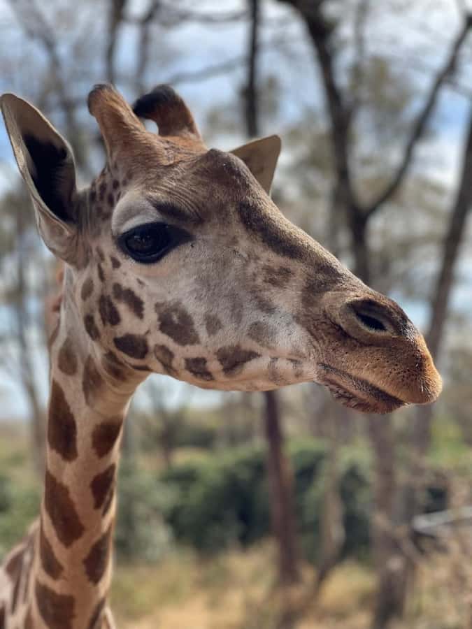 Nairobi:Giraffe Center, Baby Elephant and Beads factory Tour - Price and value: what the $32 really buys, plus the likely extras