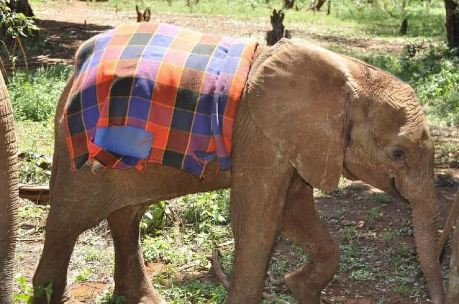 Nairobi:Giraffe Center, Baby Elephant and Beads factory Tour - Timing, pickup points, and how to handle a late start