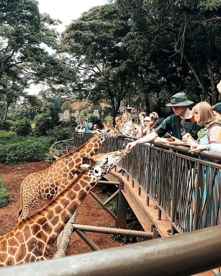 Nairobi: Giraffe Center, Elephant Orphanage, and Beads Tour - Why This 5-Hour Nairobi Giraffe Center and Sheldrick Mix Makes Sense