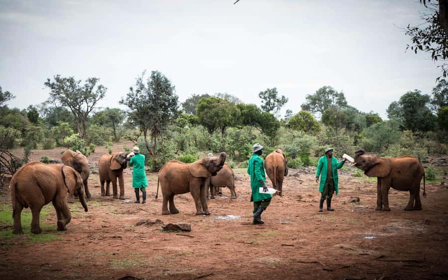 Nairobi: Giraffe Center, Elephant Orphanage, and Beads Tour - David Sheldrick Wildlife Trust: Elephant Rescue Explained in Plain Terms