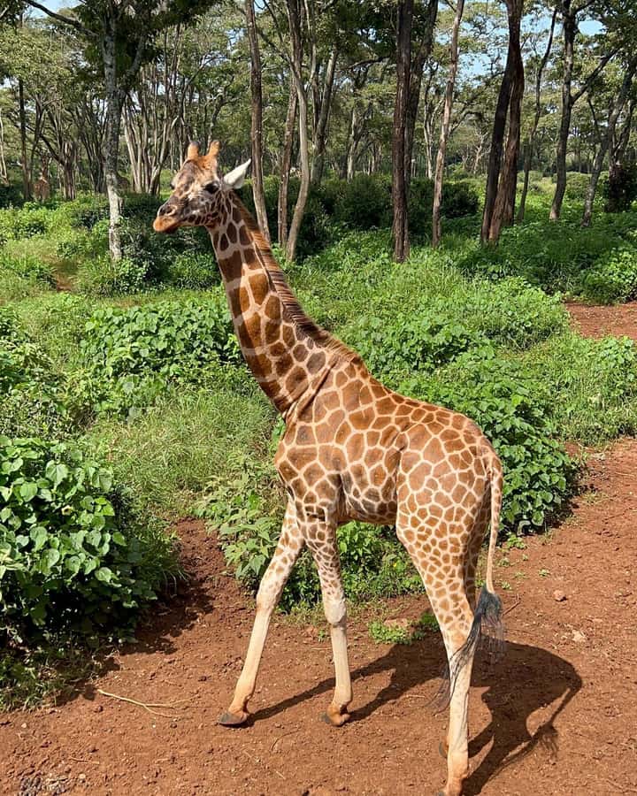 Nairobi: Giraffe Center, Elephant Orphanage, and Beads Tour - Nairobi National Park Wildlife Drive: Seeing More Than One Animal World