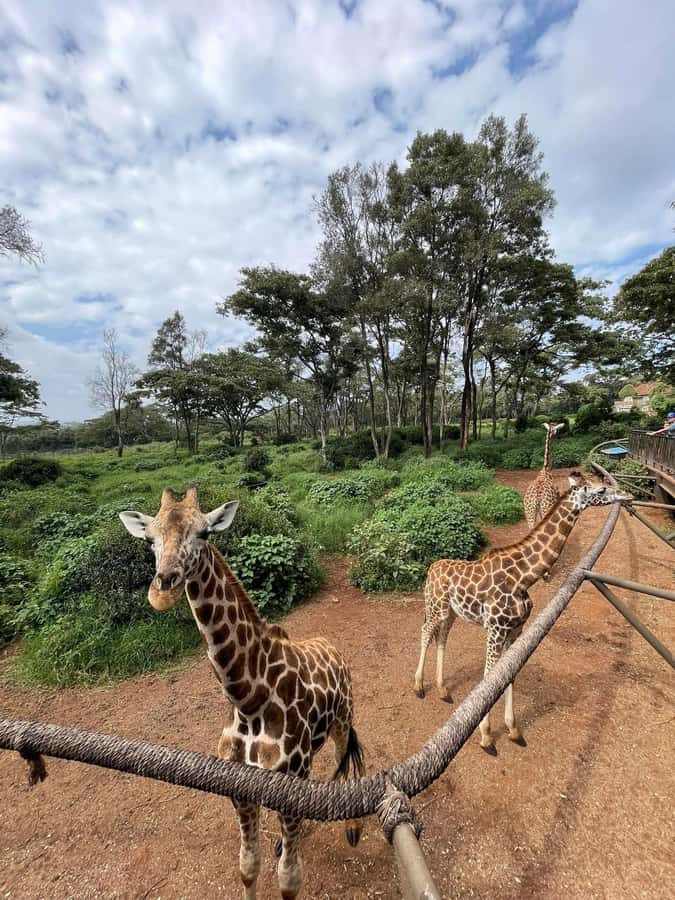 Nairobi: Giraffe Center, Elephant Orphanage, and Beads Tour - Time, Budget, and What You Truly Pay For