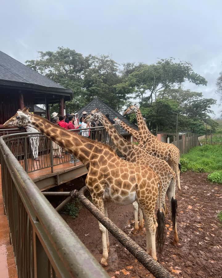 Nairobi: Giraffe Center, Elephant Orphanage, and Beads Tour - What This Tour Feels Like On the Ground