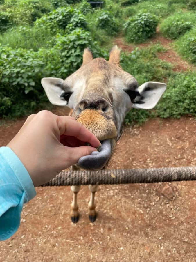 Nairobi: Giraffe Center, Elephant Orphanage, and Beads Tour - Who Should Book This Nairobi Half-Day