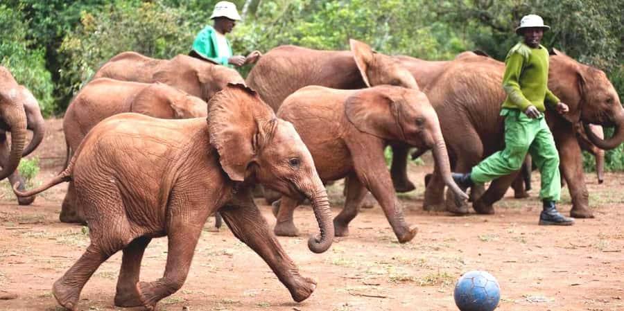 Nairobi: Giraffe Center, Elephant Orphanage and Bomas Tour - Why this Nairobi mix works: wildlife rescue plus culture in one day