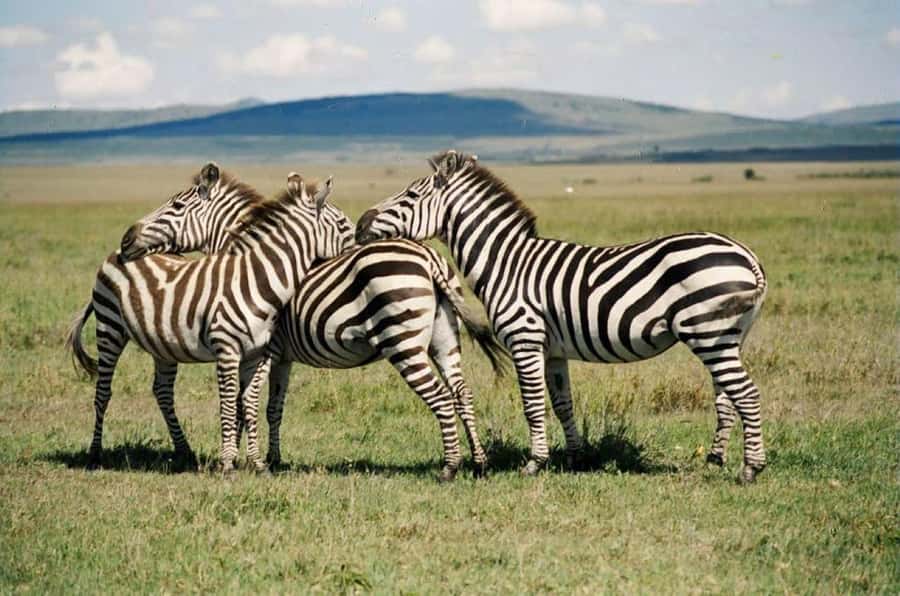 Nairobi:Group Hell's Gate National Park & Lake Naivasha Tour - Tips to make the day run smoothly