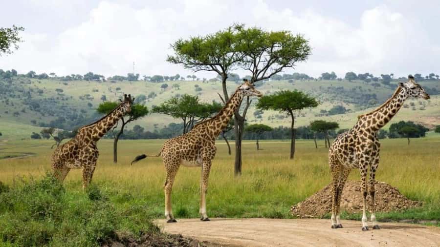 Nairobi:Group Hell's Gate National Park & Lake Naivasha Tour - Great Rift Valley Viewpoint: the early wow stop