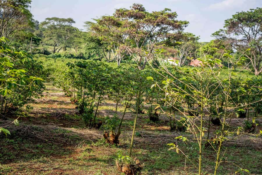 Nairobi: Guided Coffee Farm Tour with Tastings - Key takeaways before you go