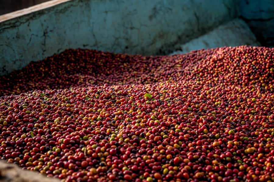 Nairobi: Guided Coffee Farm Tour with Tastings - Why East African coffee turns a short tour into a memorable one