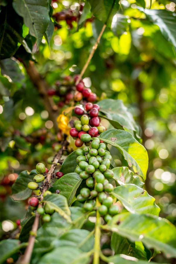 Nairobi: Guided Coffee Farm Tour with Tastings - The farm walk: varieties, harvest work, and what farmers teach you