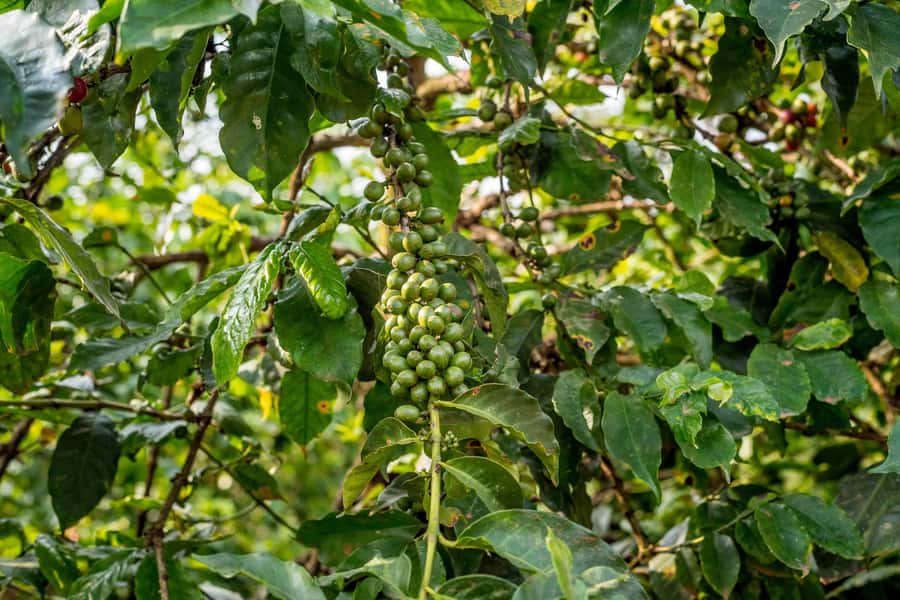 Nairobi: Guided Coffee Farm Tour with Tastings - Coffee testing games and tastings: learning flavors without the stress