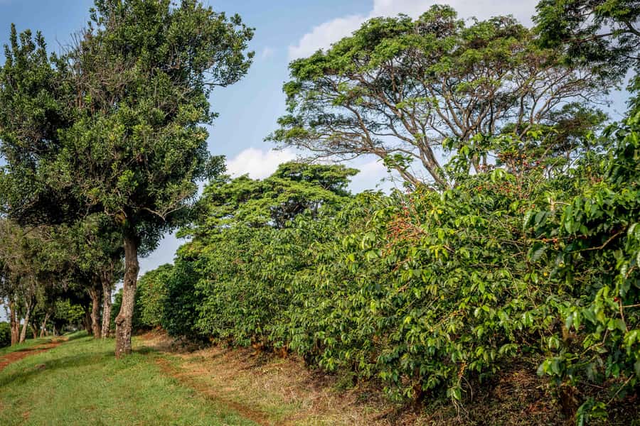 Nairobi: Guided Coffee Farm Tour with Tastings - What’s included, and the small extras that make it smoother