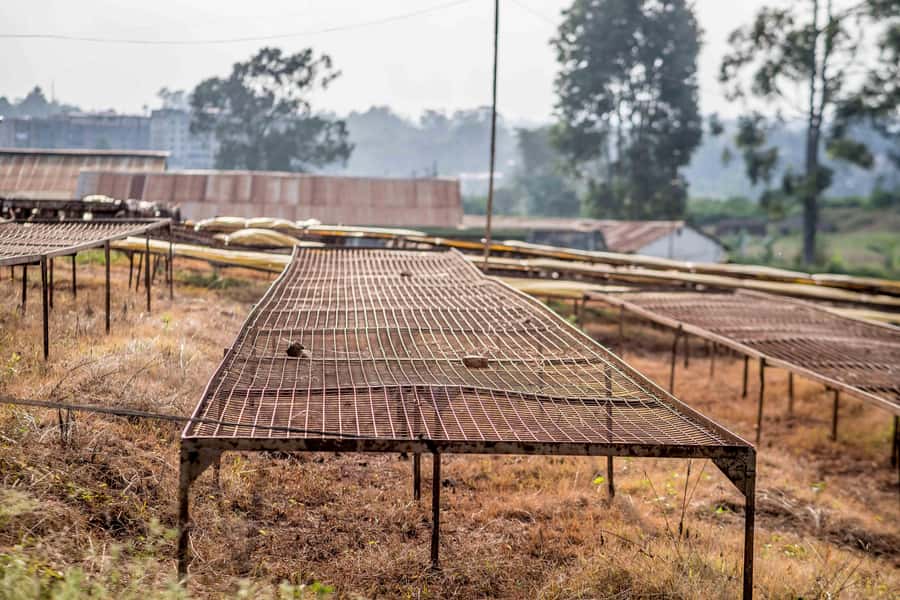 Nairobi: Guided Coffee Farm Tour with Tastings - Should you book this Nairobi coffee farm tour with tastings?