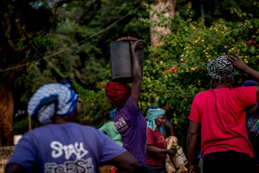 Nairobi: Guided Coffee Farm Tour with Tastings - Getting picked up in Nairobi, with city talk included