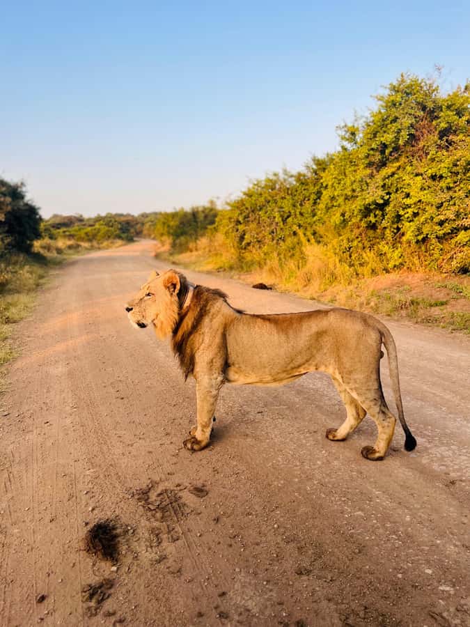 Nairobi: Half-Day Game Drive at Nairobi National Park - Quick hits you will feel right away