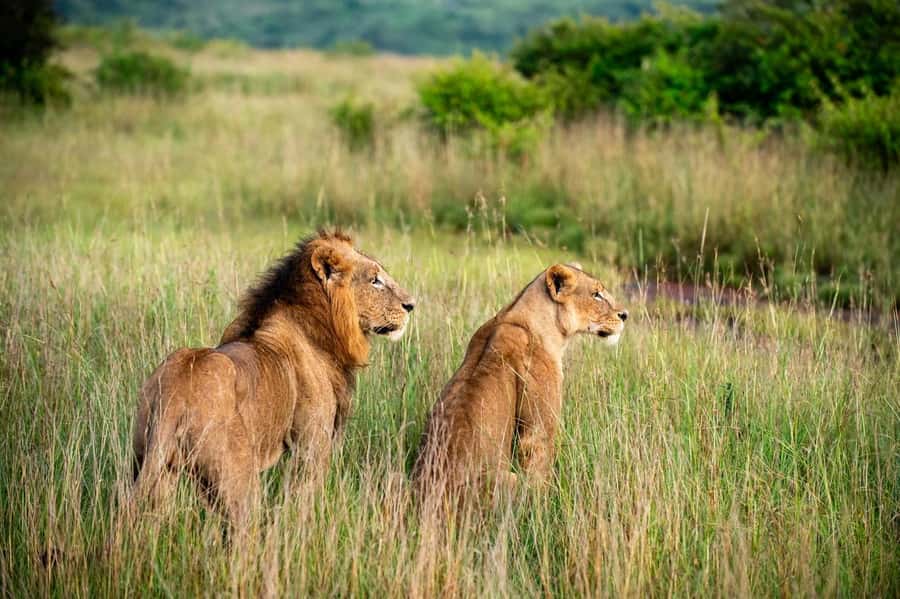 Nairobi: Half-Day Game Drive at Nairobi National Park - Nairobi National Park in a half-day, why this timing works