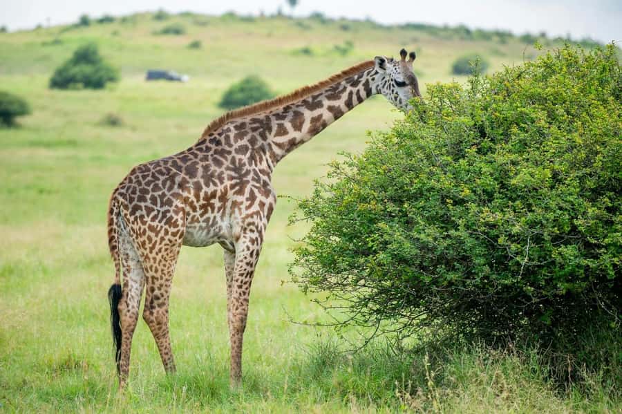 Nairobi: Half-Day Game Drive at Nairobi National Park - The 4-hour game drive, how you actually maximize wildlife sightings