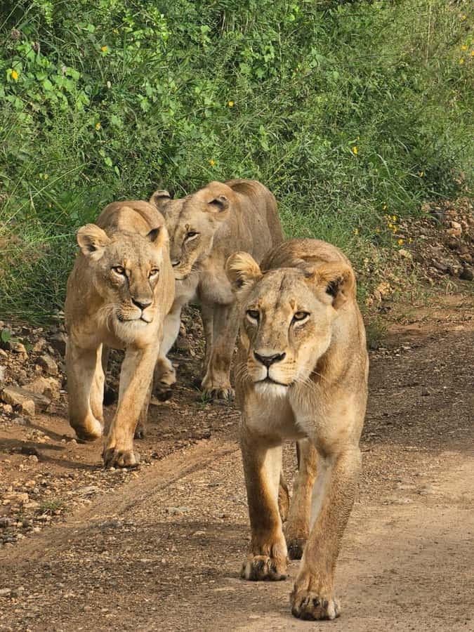 Nairobi: Half-Day Game Drive at Nairobi National Park - Why the entrance monkeys can be the best warm-up