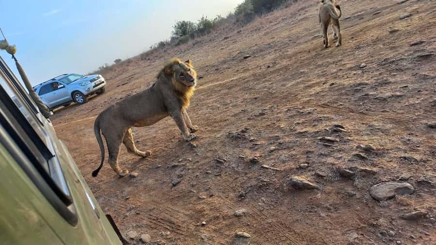 Nairobi: Half-Day Game Drive at Nairobi National Park - Kazuri Beads Factory, a practical stop that keeps the day moving